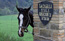equestrian centre Umbria